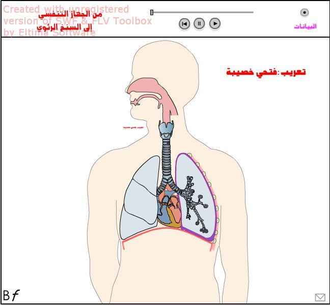 رسم مبسط للجهاز التنفسي