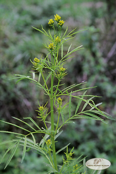 OEILLET_REGLISSE_Tagetes_filifolia
