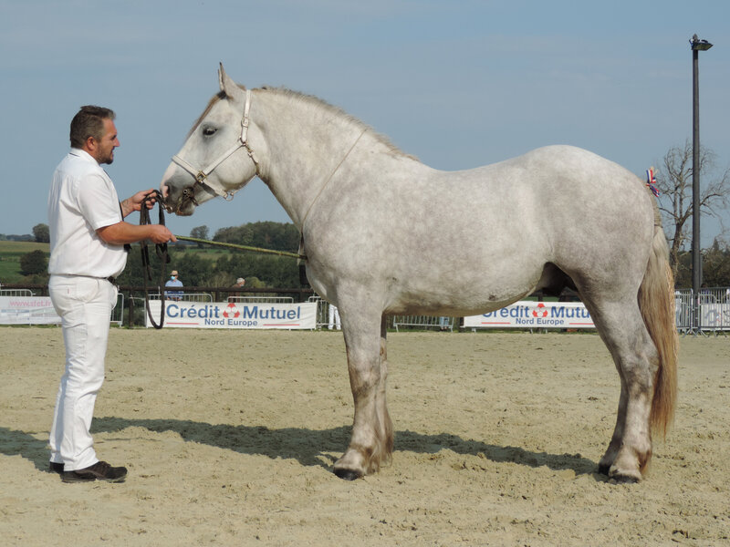 Idilik du Cambronnais - 19 Septembre 2020 - Concours des Etalons Boulonnais - Samer (62) - 4e (2 ans - petites tailles (moins d'1m65)) Approuvé