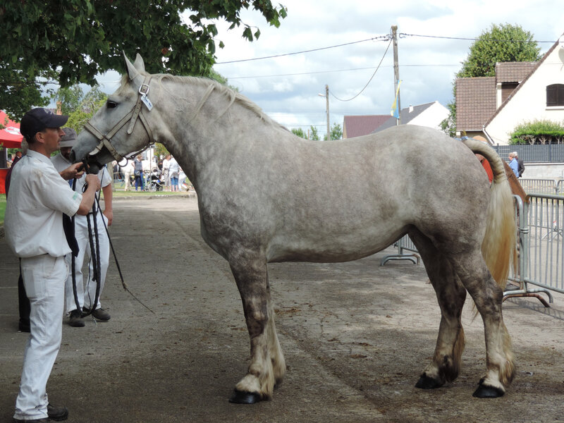 Galaxie du Boncoin - 14 Juillet 2019 - Concours Chevalin d'Arneke (59) - 1ere (3 ans) et Championne des Pouliches