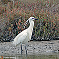 Zoom sur la blanche aigrette garzette...