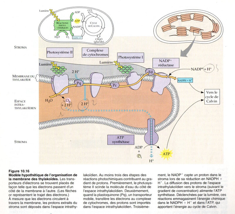 fig 10-16 Modèle hypothètique de l'organisation de la membrane des thylakoïdes