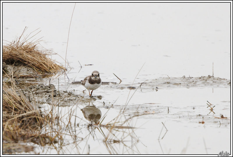 un Grand Gravelot qui pourrait chanter: I'm a poor lonesome limicole !