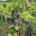 Vendanges Aloha 06 013