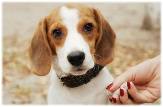 coupegriffechien (5)