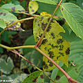 Comment identifier les maladies des rosiers ?
