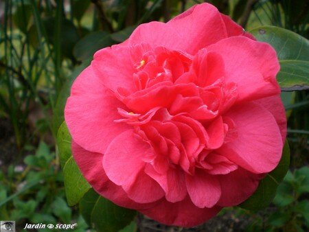 Camellia Japonica Crimson Glory