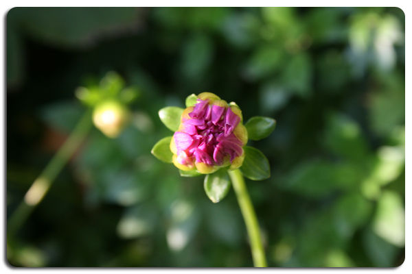 Fleur Rose Bouton Photo De Mes Petites Fleurs Mathilde