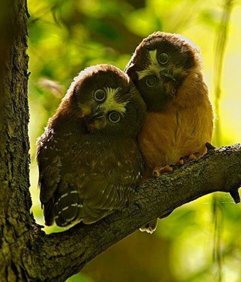 2chouettes1