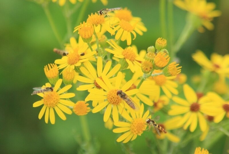 Abeilles sur fleurs