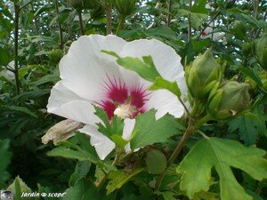 Hibiscus de jardin • Hibiscus syriacus Dorothy Crane