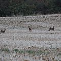 IMG_0183 - Copie
