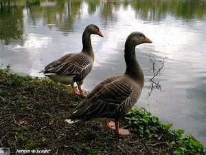 4426_Oies