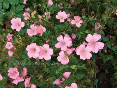 Geranium x oxonianum 'Wargrave Pink' 400