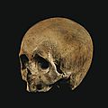 Crâne en bois sculpté, Flandres, XVIIe siècle. Photo Sotheby's