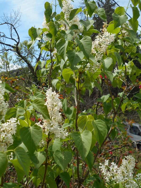 Le printemps du côté de chez nous