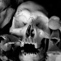 Russell James, Skulls, Western Australia, 2008