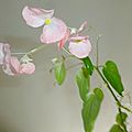 52 semaines en photos - fleurs