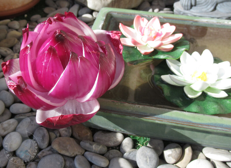 Lotus en oignon