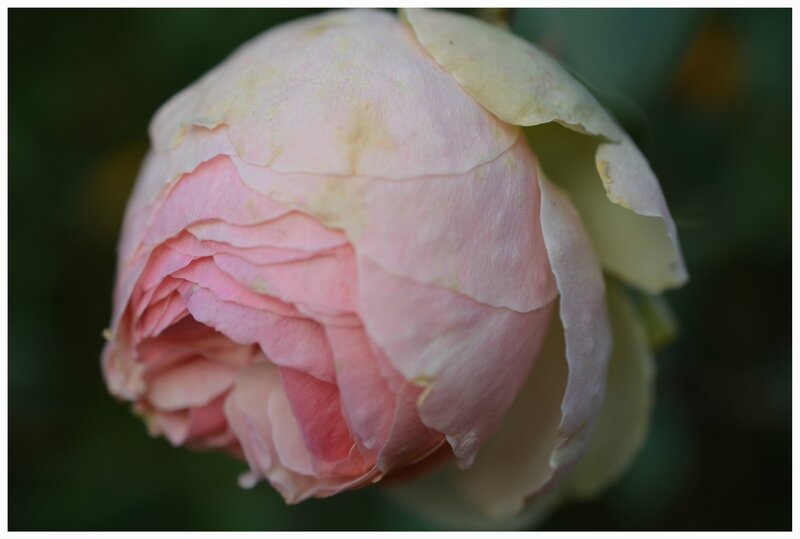 DSC_0717a