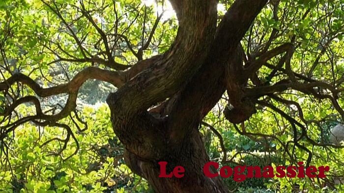 le_cognassier