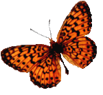 butterflies001