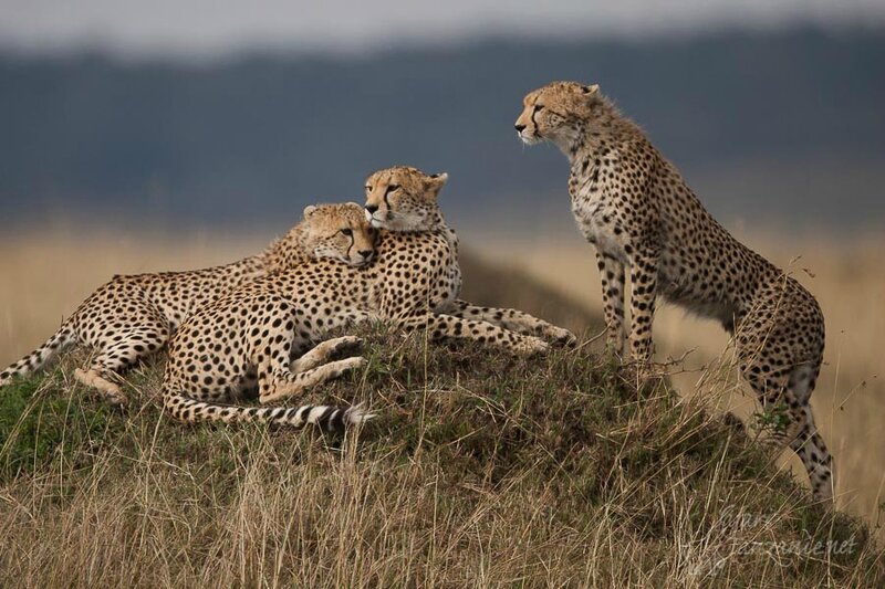 guepard_3929-94803-900-600-100