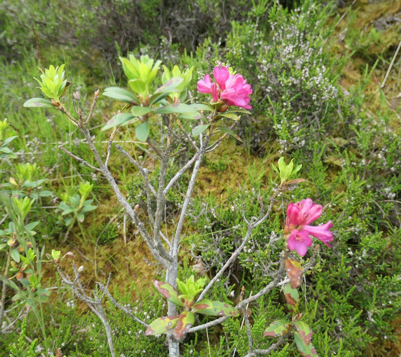 Rhododendron ferrugineux (2)