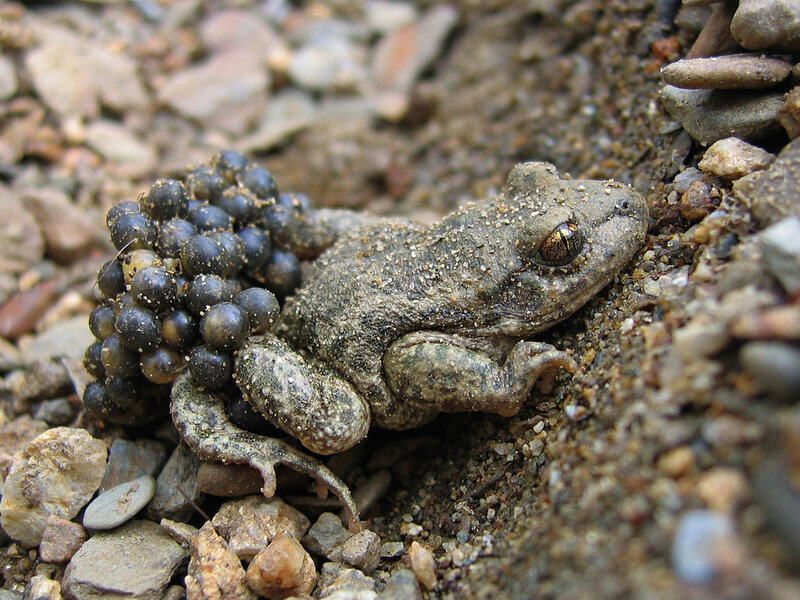 1024px-Alytes_obstetricans_almogavarii_-_male_with_eggs