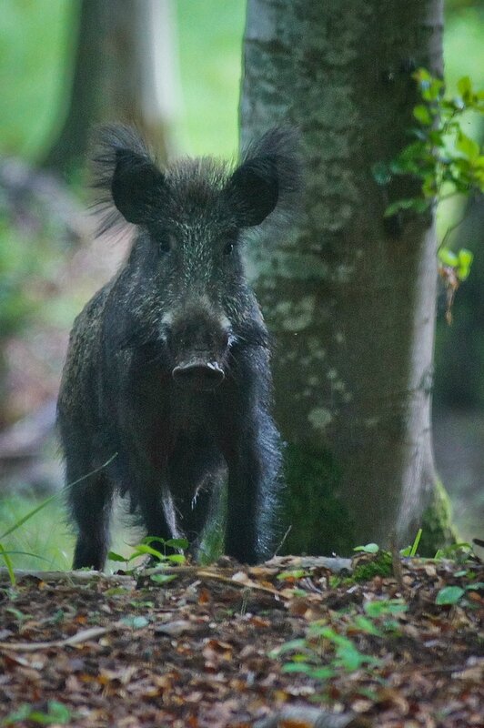 La Laie Est La Femelle De Quel Animal laie - Photo de Sanglier. - la photo animalière