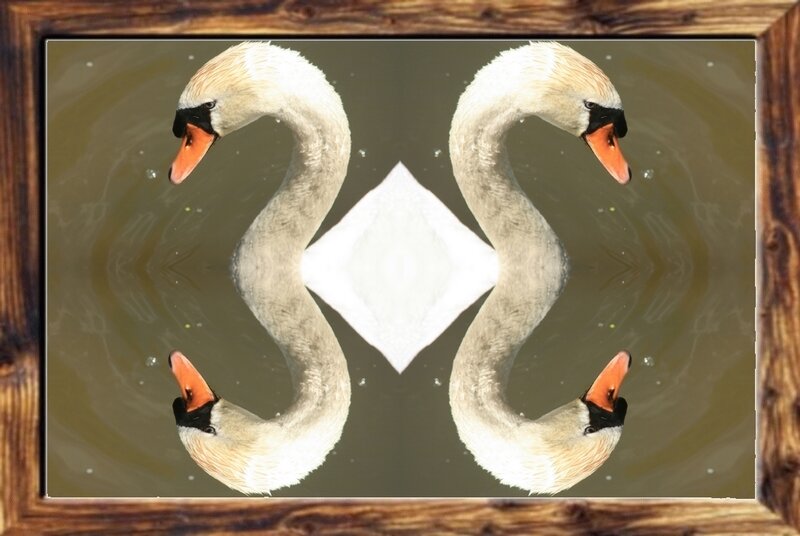 Cygne 1