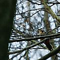 Pic epeiche - great spotted woodpecker