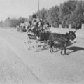 La targa et ses ânes