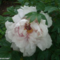 Un superbe pivoine blanche (mi-mai 2010)