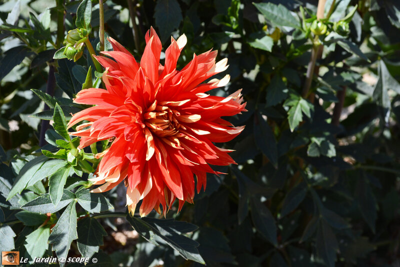PAT_8042-Dahlias-Nova-Flore
