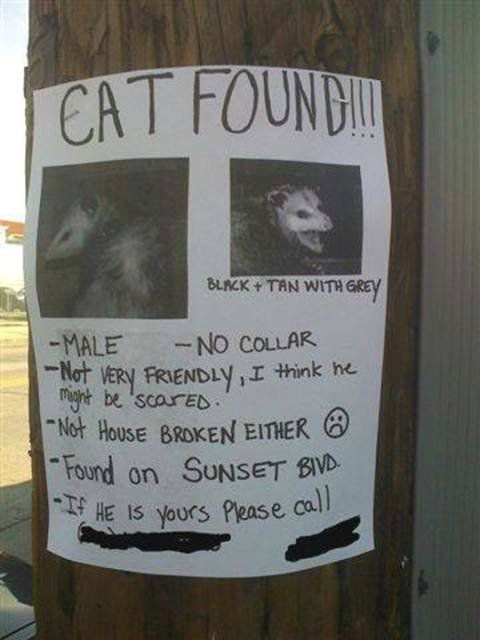 cat found