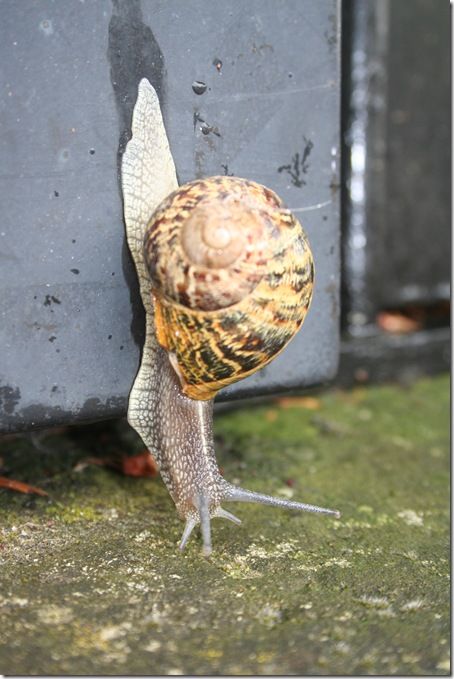 l'escargot-1