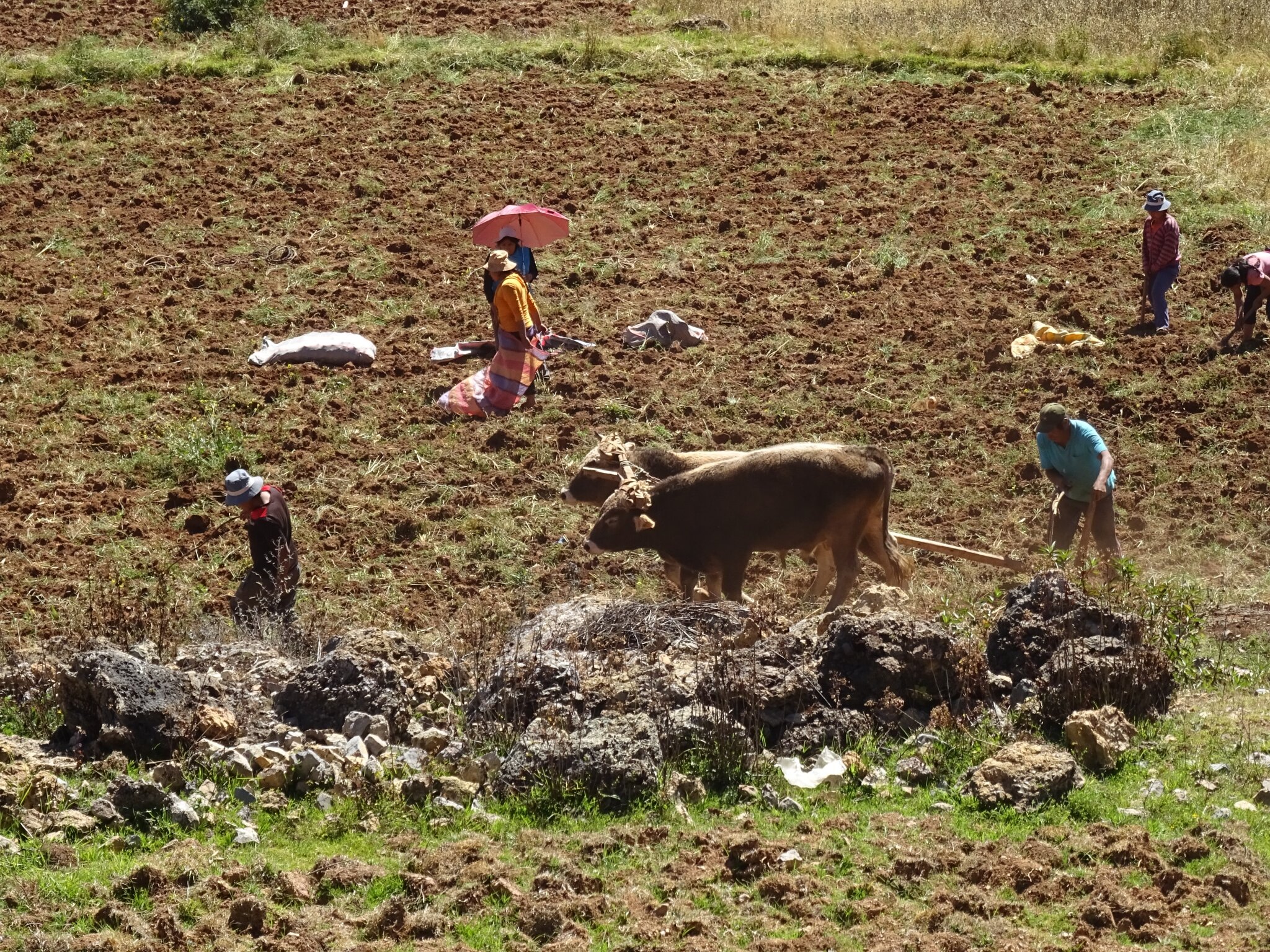 L'agriculture en famille avant Cuzco