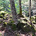 Sapins poussés sur dalles calcaires à Coeyloge