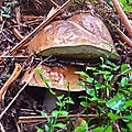 Superbes cèpes de Bordeaux dans la lande de sapins blancs...