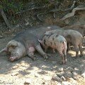 Porcinets à l'heure du 