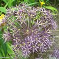Alium giganteum