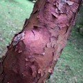 Écorce décorative de l'Acer griseum