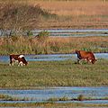 vaches marines Landaises sur le marais de l'étang de Cousseau