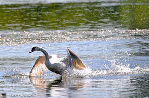 Cygne_06
