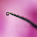 goutte-dahlia01