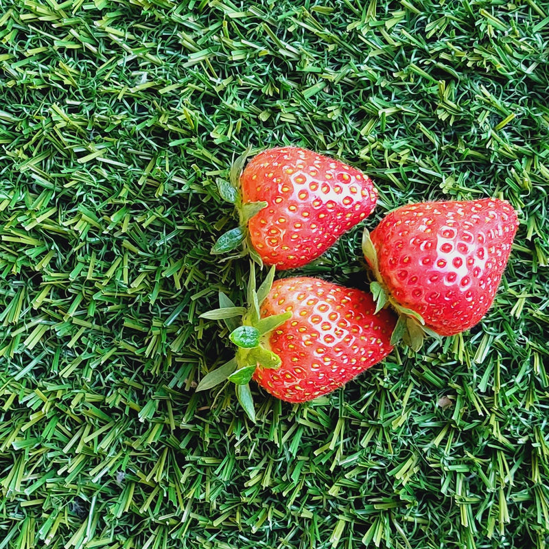 mes fraises le 29 mai 2022-001