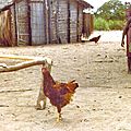 Image (10)