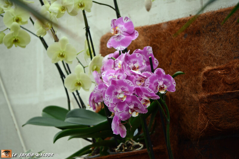 PAT_9240 Orchidées 2019 Orléans