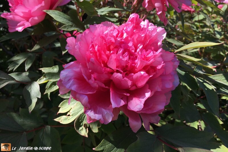 Pivoine La Fiancée - jardin du musée de l'École de Nancy